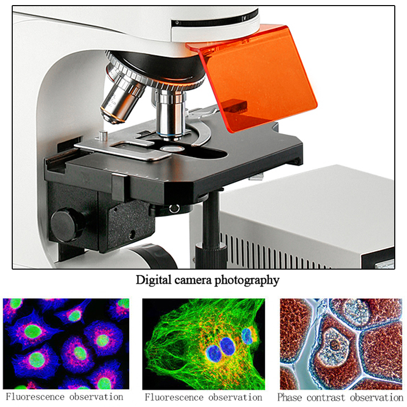 YCL3201 fluorescent microscope